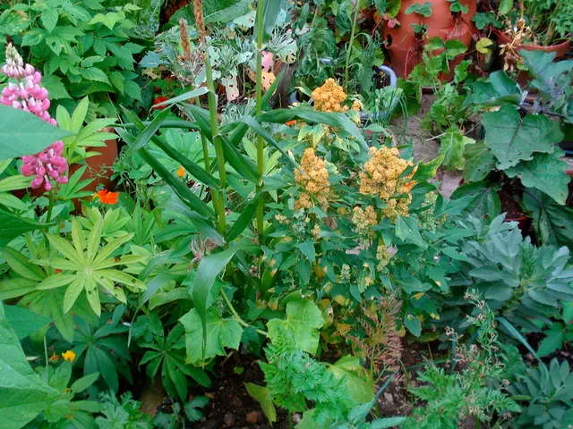 Splitting Mums: A Guide for Dividing Your Autumn Garden's Popular Charms